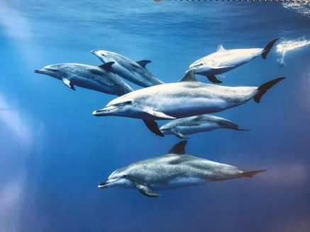 103703032_137609681246960_8573548306960884788_n(1)